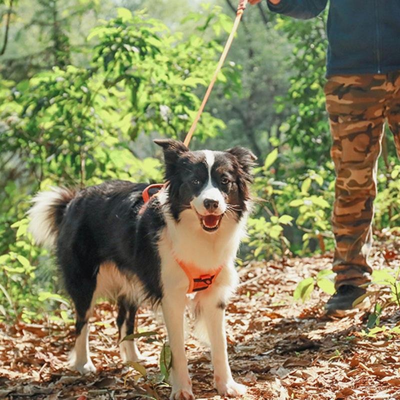 Harnais chien - laisse intégrée Orange - Le monde de Philo