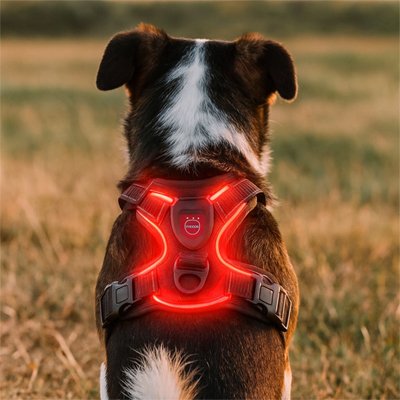 harnais-chien-lumineux