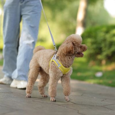 Harnais Petit Chien - Vive Jaune - Le monde de Philo