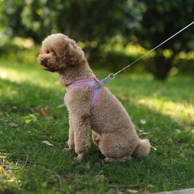 Harnais petit chien - Vive Rose - Le monde de Philo