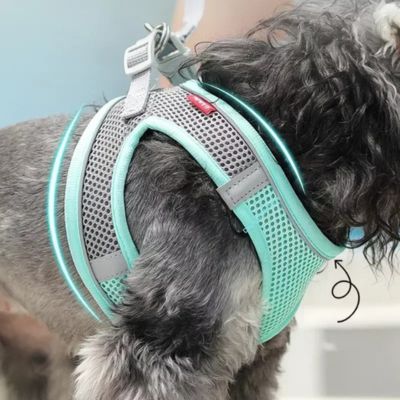 Harnais petit chien - Vive Turquoise - Le monde de Philo