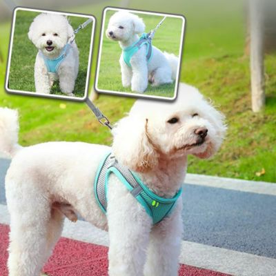 Harnais petit chien - Vive Turquoise - Le monde de Philo