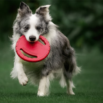 Frisbee chien | Double Poignée Ultra-Résistant