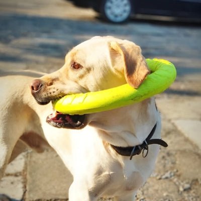 Jouet pour Chien - Allino™ l'Anneau Flottant - Le monde de Philo