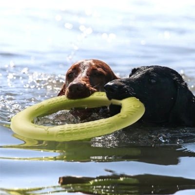 Jouet pour Chien - Allino™ l'Anneau Flottant - Le monde de Philo