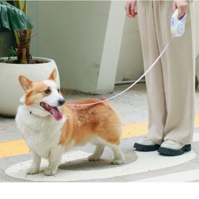 Laisse pour Chien - Illumie - Le monde de Philo