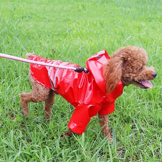 Manteau pour Chien