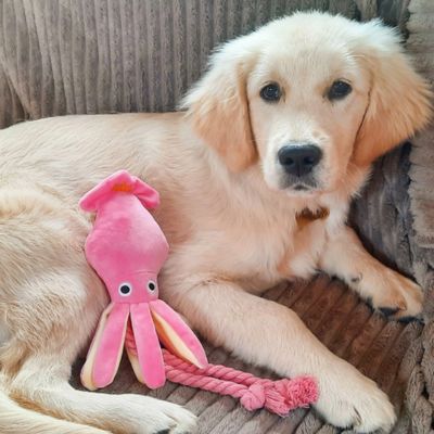 Peluche pour Chien - OctoRose - Le monde de Philo