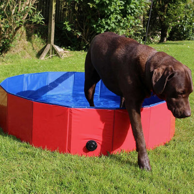 piscine-pour-chien-chaleur