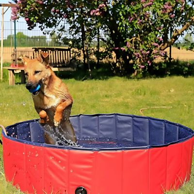 piscine-pour-chien-excercice