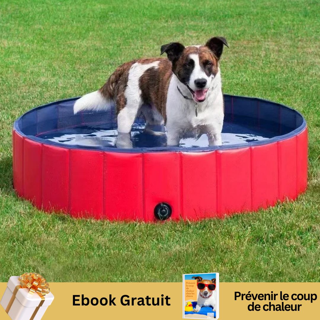 Piscine pour chien | Plouf™ - Le monde de Philo