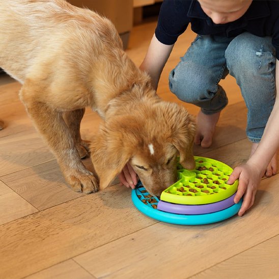 Gamelle Anti Glouton Chien – Pour des Repas Plus Lents, Plus Sains, Plus Sereins