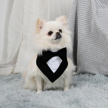 Bandana Chien | Tuxedo