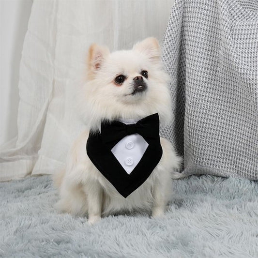 Bandana Chien | Tuxedo