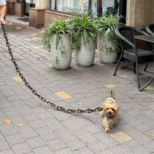 Laisse chien | Chaîne