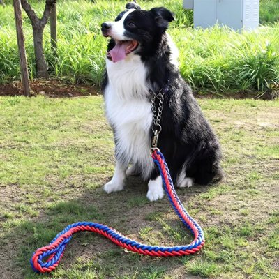 Laisse pour chien robuste | PetControl