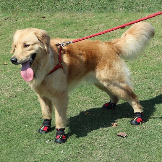 Chaussures chien | TerraProtect