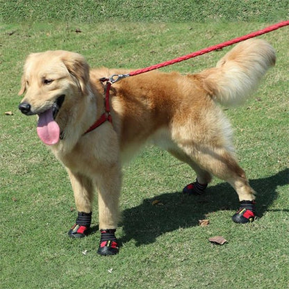 Chaussures chien | TerraProtect