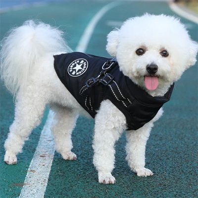 Manteau Chien | Snow