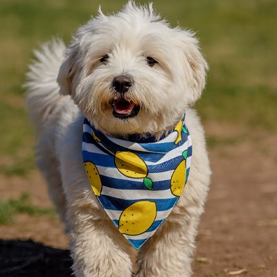 Bandana Chien | PawStyle