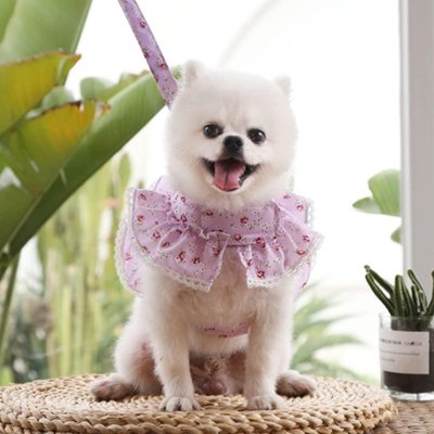 Harnais petit Chien | Queeny