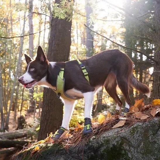 Chaussures chien | TerraProtect