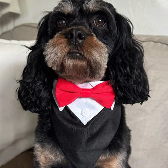 Bandana Chien | Tuxedo