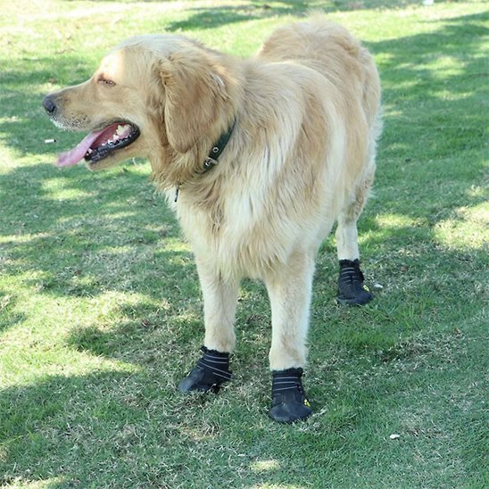 Chaussures chien | TerraProtect