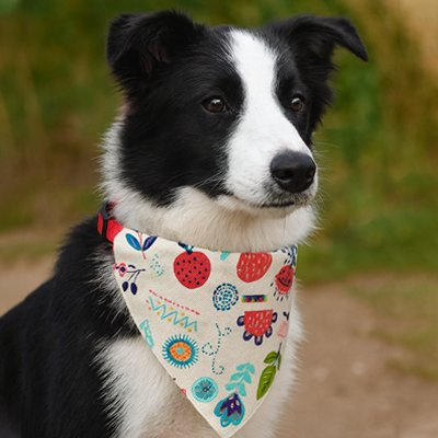 Bandana Chien | PawStyle