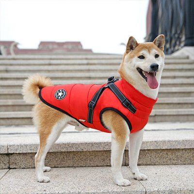Manteau Chien | Snow