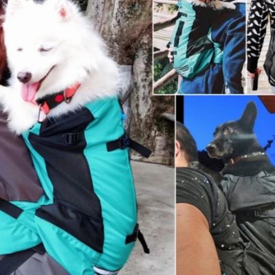 SAC A DOS POUR CHIEN - Aventure Turquoise - Le monde de Philo