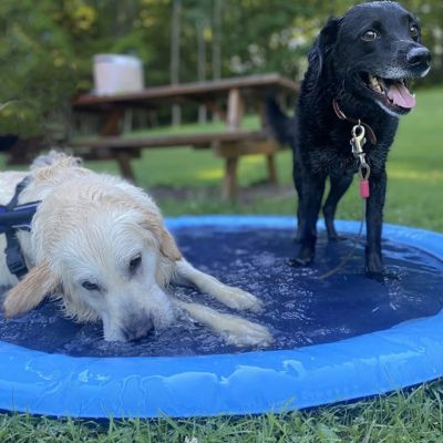 Tapis jets d'eau pour chien | Splash Pad™ - Le monde de Philo